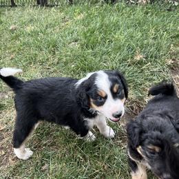 Golden Aussiedoodle and Goldendoodle Puppies from Wild Rose Tiny Poodles & Doodles