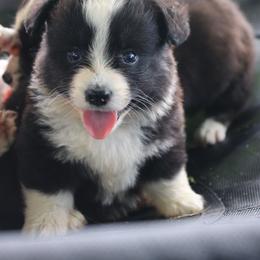Black - Black and white male Cardigan Welsh Corgi puppy in Pilot, Virginia from Katie's Corgis - VKM Farmstead