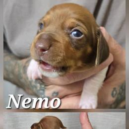 Nemo - Piebald male Dachshund puppy in New Caney, Texas from BouncinMiniWeenies