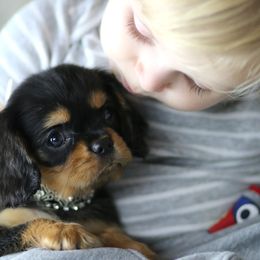 Cavalier King Charles Spaniel Puppies from Applewood Cavaliers