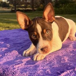 Rat Terriers from Tehama Terriers