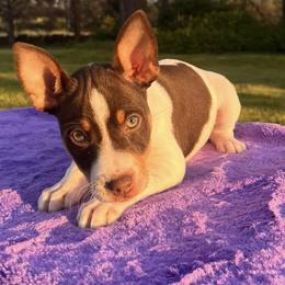 Rat Terriers from Tehama Terriers