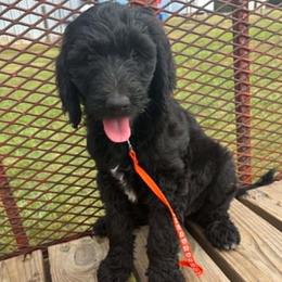 Chardonnay - Black female Goldendoodle puppy in Water Valley, Mississippi from Olympian Doodles