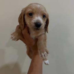 Girl 2 - Fawn (isabella) and tan female Dachshund puppy in Laurel, Mississippi from BB's Dotsies