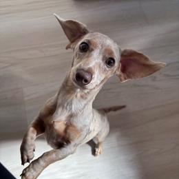 Sketti - Dachshund