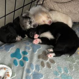 Pomeranian Puppies from Bella's Babies