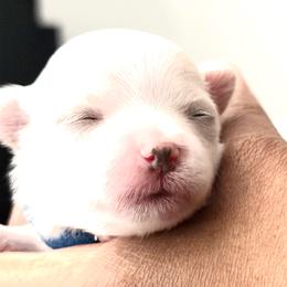 ACA Maltese boy puppy (2) - White male Maltese puppy in Florence, Arizona from Maltese Of Arizona