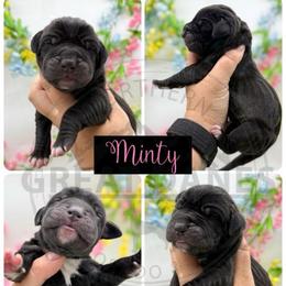 Minky - Black female Great Dane puppy in Sac City, Iowa from Northern Great Danes of Colorado & Iowa