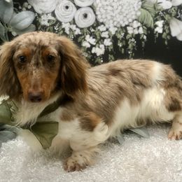 Logan - Dachshund