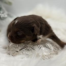 Nice - Red tri female Toy Australian Shepherd puppy in Blacksburg, South Carolina from Blue’s Family Aussies