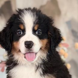 Wade - Tri-color male Bernese Mountain Dog puppy in Yuciapa, California from AlltheDoodlez_