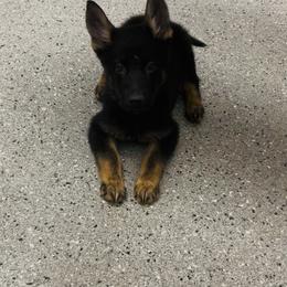 Dori - Black and tan female German Shepherd puppy in Youngsville, North Carolina from Di casa Esperanza