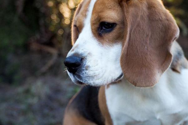 Beagle side profile