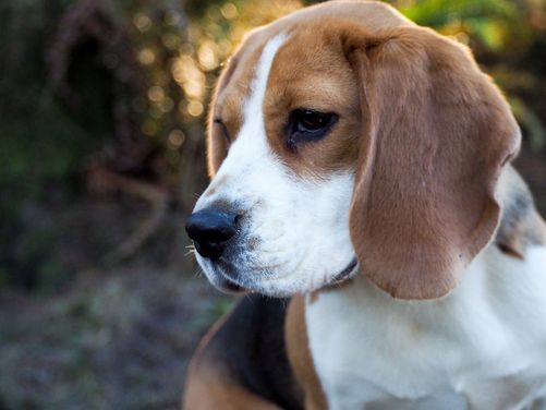 Beagle side profile