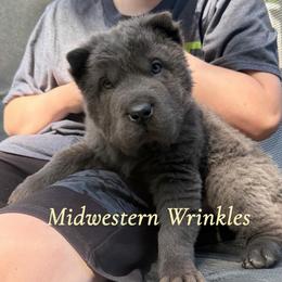 Princess - Blue dilute female Chinese Shar-Pei puppy in Auburn, Kansas from Justin's Chinese Shar-Pei