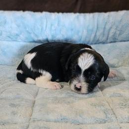Parti Girl 3 - Diamond - Parti female Yorkshire Terrier puppy in Owenton, Kentucky from Robertson's Dream Ranch Aussies & Yorkies