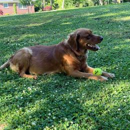 Goldendoodle All Grown Up from Golden Lily Doodles