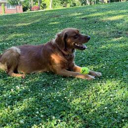 Goldendoodle All Grown Up from Golden Lily Doodles