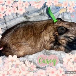 Casey - Red female Shih Tzu puppy in Sacramento, California from NANA’S  QUALITY SHIH TZU'S