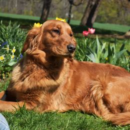 Dallas - Golden Retriever