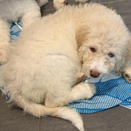 Bella - Cream female Aussiedoodle puppy in Lavonia, Georgia from H & A Kennels