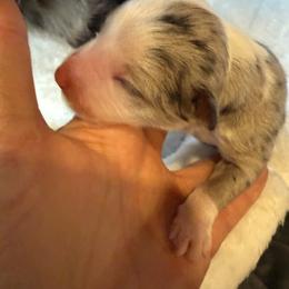 Merle boy 2 - Blue merle male Border Collie puppy in East Ellijay, Georgia from Nine Peaks Border Collies