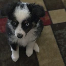 Toy Australian Shepherd All Grown Up from The Ranch of the Sun Toy Aussies