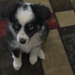 Toy Australian Shepherd All Grown Up from The Ranch of the Sun Toy Aussies