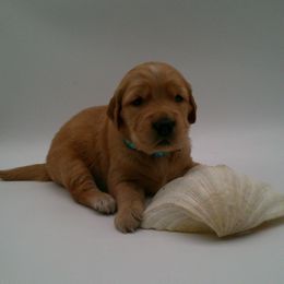 Opal - Golden female Golden Retriever puppy in Salem, Oregon from Oregon Rose Goldens