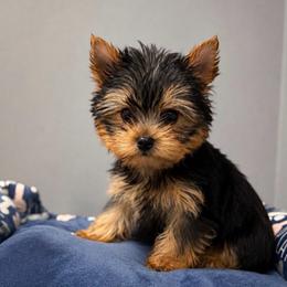 Ch Sired Finley - Blue and gold male Yorkshire Terrier puppy in Forest Hill, Maryland from Chikito's Yorkies
