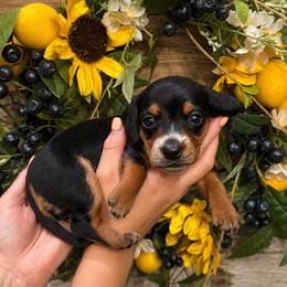 Girl 1 - Black and tan female Dachshund puppy in Waco, Georgia from Huff Family Doxies & Doodles