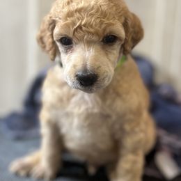 Green Collar - Apricot Poodle puppy in Melbourne, Florida from A&J Poodles