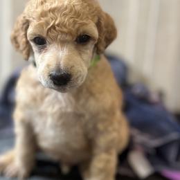 Green Collar - Apricot Poodle puppy in Melbourne, Florida from A&J Poodles