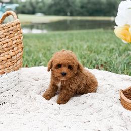 Salsa - Apricot male Poodle puppy in Chapel Hill, North Carolina from Cyndi’s Poodles