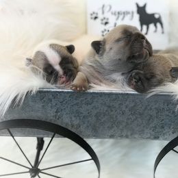 French Bulldog Puppies from Frenchies Of Central Oregon