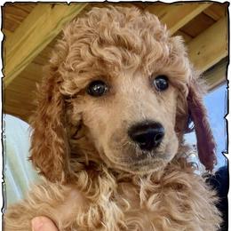 Rose - Apricot female Poodle puppy in Greenwich, New York from MizzElle’s Standard Poodles