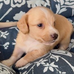 Jingle - Cream male Dachshund puppy in Vero Beach, Florida from Joseph’s Dachshunds