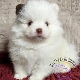 AKC KNOCK - Chocolate parti male Pomeranian puppy in Watkins Glen, New York from Wicked Spirits Pomeranians