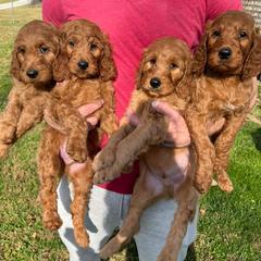 Irish Doodles from Sunset Bend Puppies