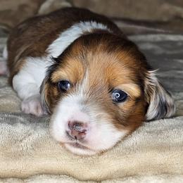 Red Dapple Piebald Girl - Piebald female Dachshund puppy in Woodland, Washington from SJs Dachshunds