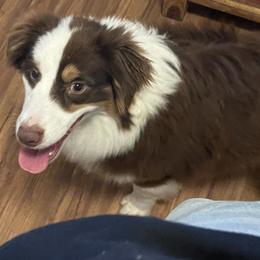 Sparky - Red tri-color male Australian Shepherd puppy in Oroville, California from Puppy Love Ranch Mini Aussies