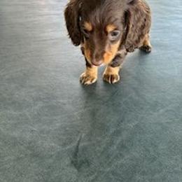 Mickey - Chocolate and tan male Dachshund puppy in Newcomerstown, Ohio from Rose's Dachshunds