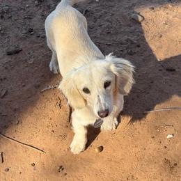 Cotton - Dachshund