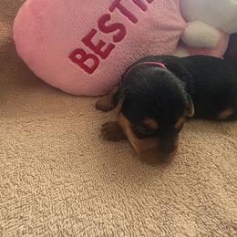 Girl Pink - Black and gold female Yorkshire Terrier puppy in St. Louis, Missouri from Yorkieville - Shih Tzu Nation