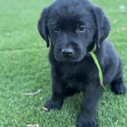 Green - Black male Labrador Retriever puppy in Paulden, Arizona from Carefree Samoyeds & Deserthills Labradors