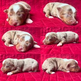 Red Merle female - Red merle female Toy Australian Shepherd puppy in Brooker, Florida from Honey, I Shrunk the Aussies