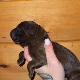 Dorothy - Liver female German Shepherd puppy in Fort Jennings, Ohio from Von Holtzapple German shepherds