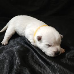 Finley-Yellow - White male West Highland White Terrier puppy in Toronto, Ohio from Shekinah’s Mi-Kis & Cricket Hill’s Westies