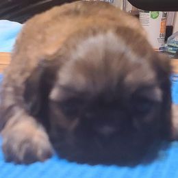 Puppy 4 - Brindle male Shih Tzu puppy in Belleville, Michigan from Patricia's Heavenly Earth Angels