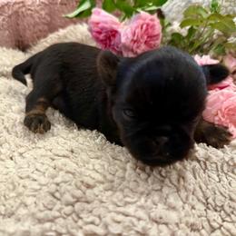 Boy 1 - Black and tan male Brussels Griffon puppy in Brooks, Georgia from Brooks Berner Bears & Brussels Griffons